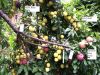 santa_rosa_plum_with_various_grafted_plums_7_18_08.jpg