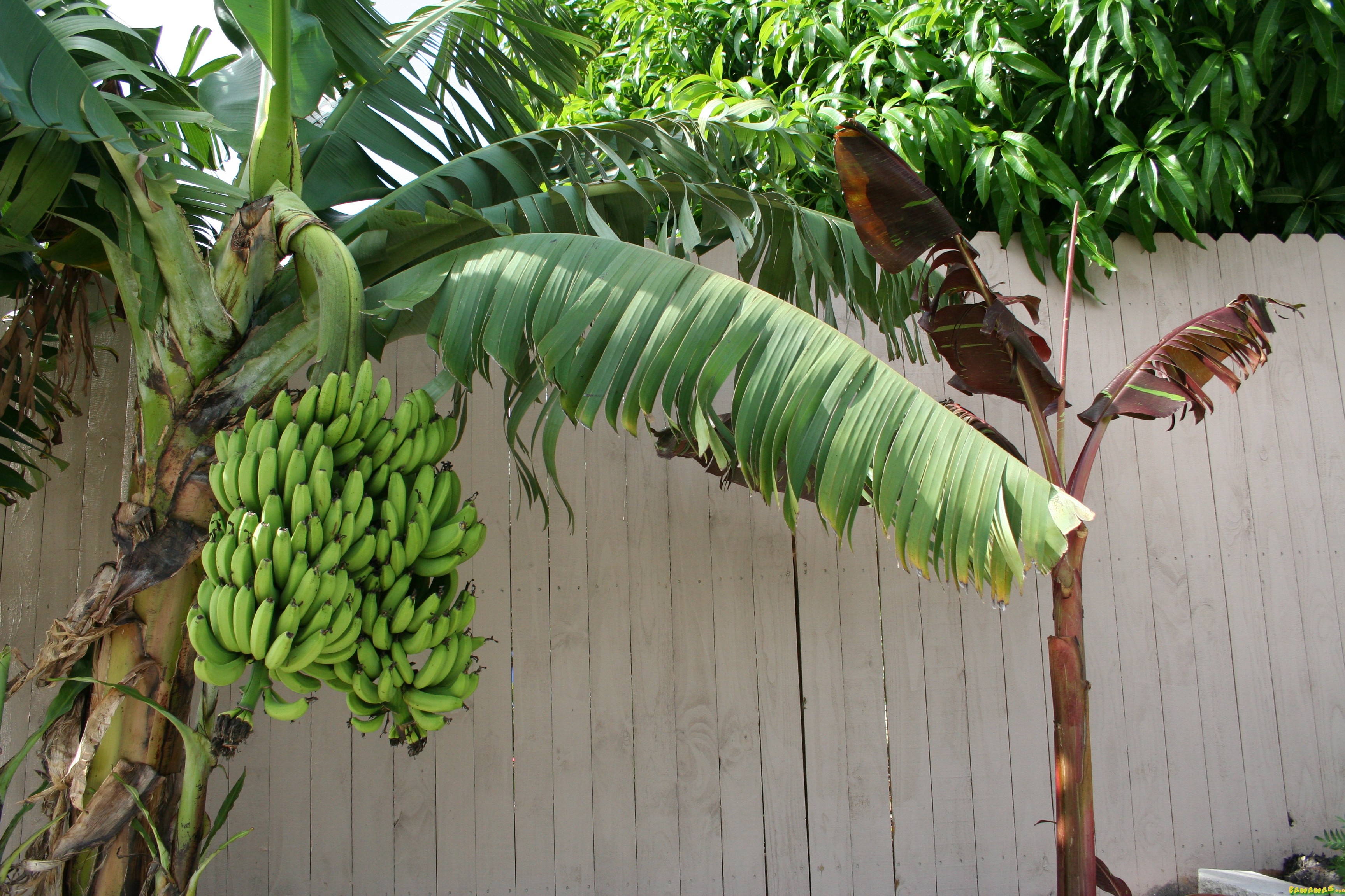 Bananas.org - View Single Post - Question About Musa Manzano.apple Banana