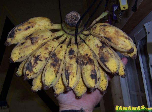 Asian Bananas 103