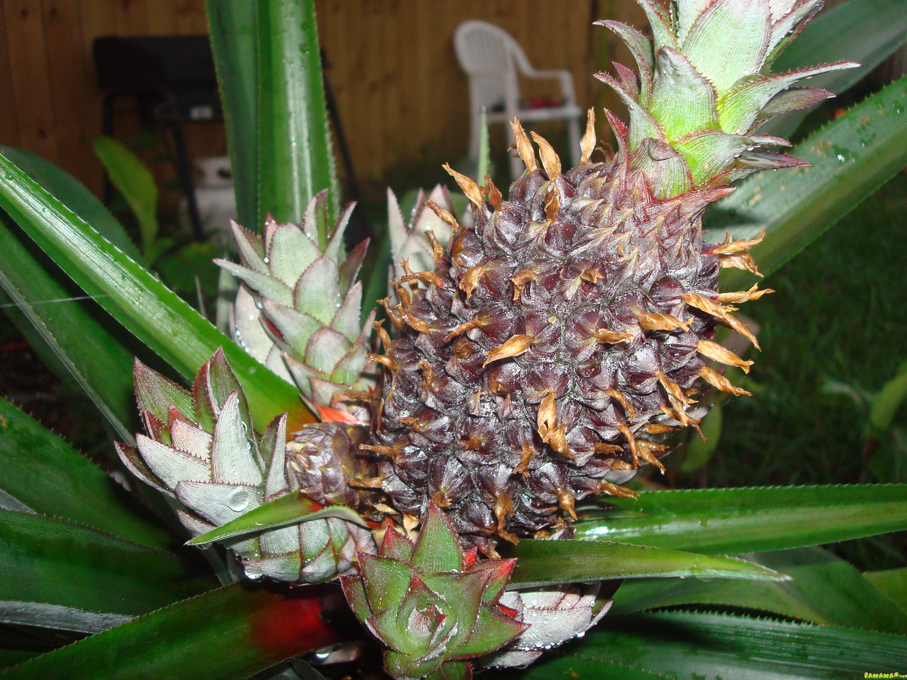 Sugarloaf Pineapple Plant