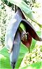 blood-leaf-bananas-banana-bloom-1.jpg