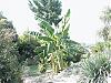 blood-leaf-bananas-banana-cluster.jpg
