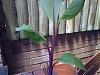 jamaican-red-dwarf-possibly-25112009415.jpg