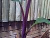 jamaican-red-dwarf-possibly-25112009417.jpg
