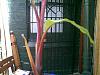 jamaican-red-dwarf-possibly-25112009418.jpg