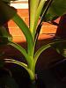 musa-sp-yangtse-variety-01a9ec3f.jpg