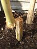 impatient-nana-grower-advice-please-dscf4261.jpg