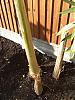 impatient-nana-grower-advice-please-dscf4265.jpg