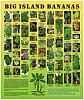 hawaiian-bananas-poster-bananaposterthumb.jpg