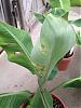 banana-leaf-problems-please-help-banana-leaf-problems10.jpg