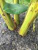 new-bananas-need-some-winter-advice-base-1-3-.jpg.jpg
Views:	27
Size:	89.1 KB
ID:	3077