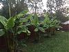 new-bananas-need-some-winter-advice-img_5583.jpg