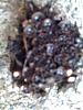 weird-hard-shell-like-growth-around-img_0274.jpg