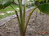stalks-splitting-separating-001.jpg