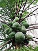 subtropical-papayas-closeupofpapaya2_sm3.jpg